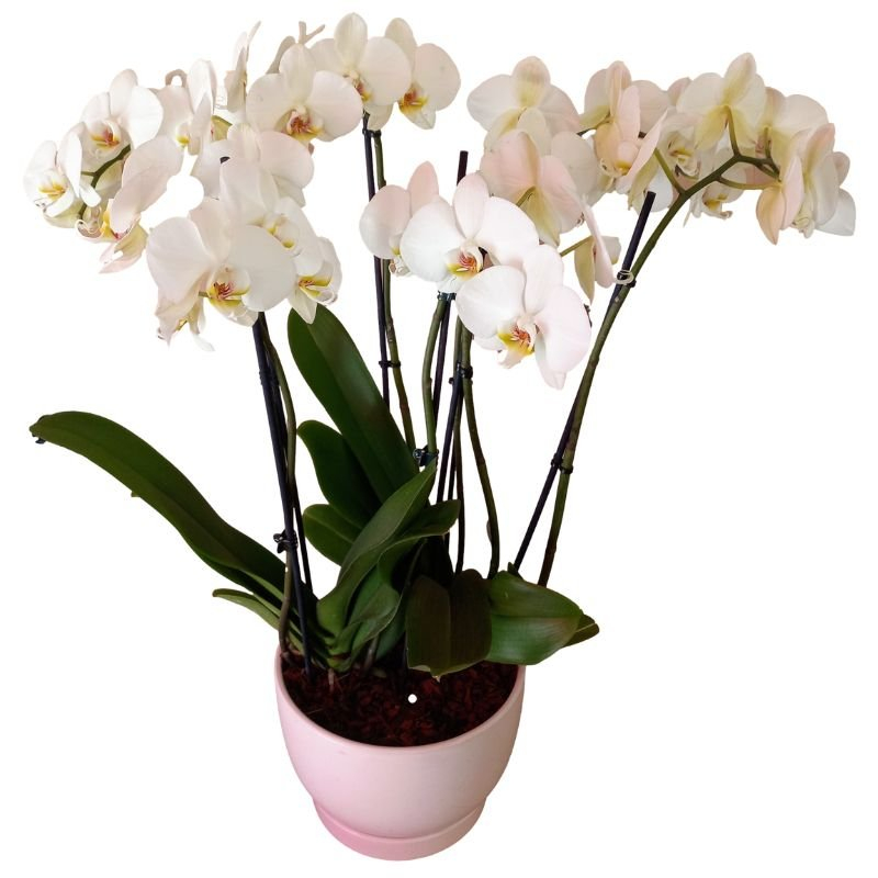 סחלב prestigious יוקרתי