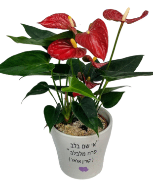 עציץ אנטוריום - אי שם בלב