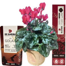 רקפת ושוקולד