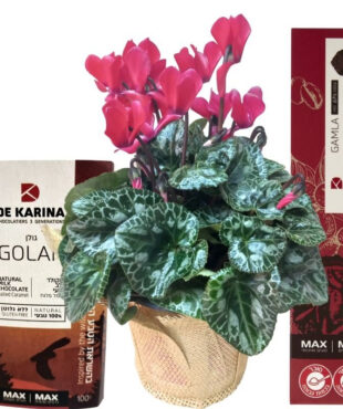 רקפת ושוקולד