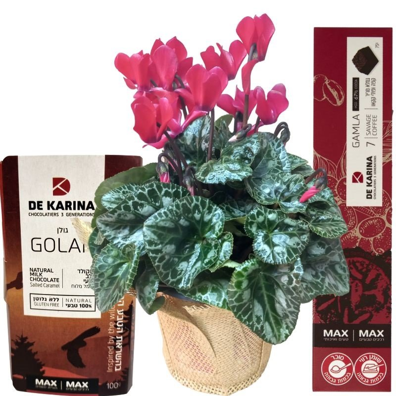 רקפת ושוקולד