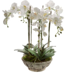 סחלבים TRIPLE-A