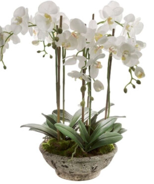 סחלבים TRIPLE-A