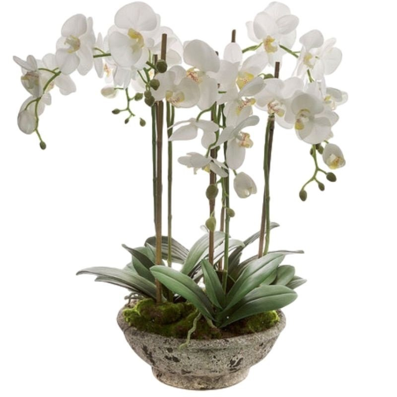 סחלבים TRIPLE-A