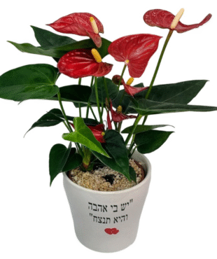 עציץ אנטוריום - יש בי אהבה