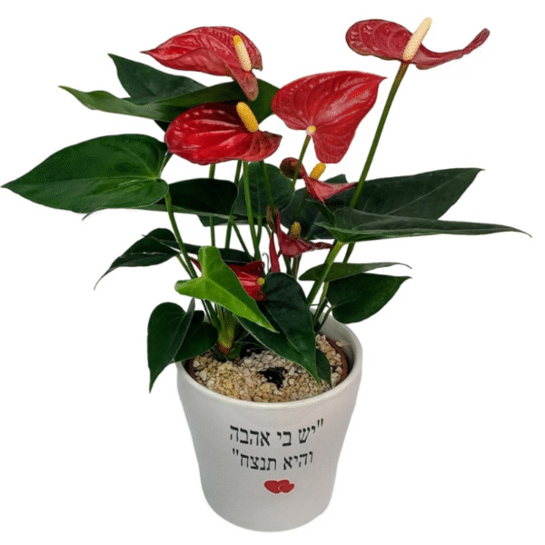 עציץ אנטוריום - יש בי אהבה