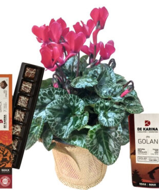 רקפת ג'מבו ושוקולד