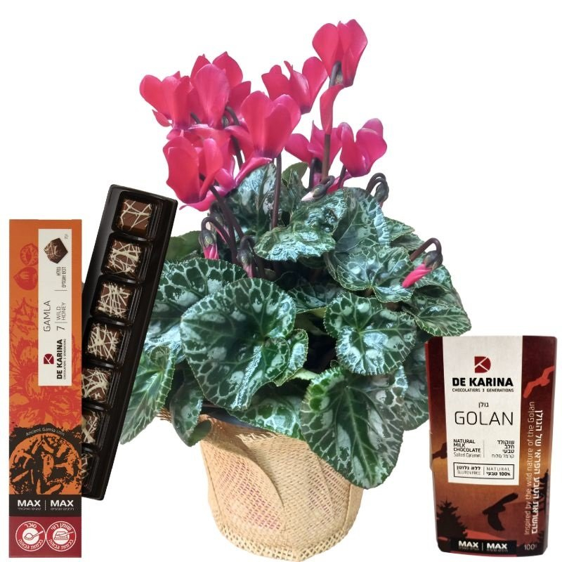 רקפת ג'מבו ושוקולד