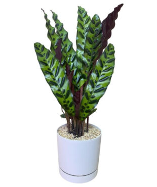 עציץ קלתאה אינסיגניס