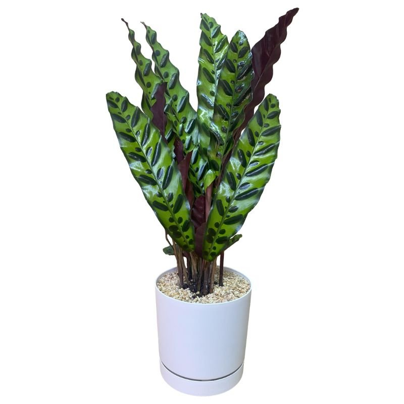 עציץ קלתאה אינסיגניס