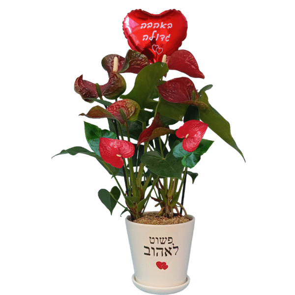 פשוט לאהוב - אנטוריום