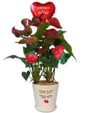 יש בי אהבה - אנטוריום