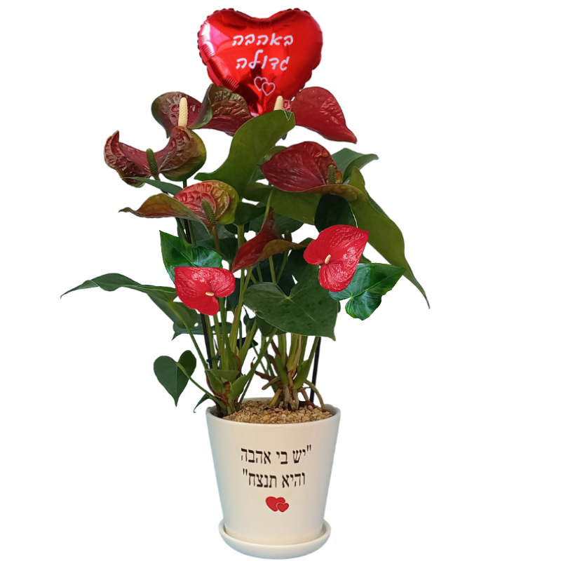 יש בי אהבה - אנטוריום