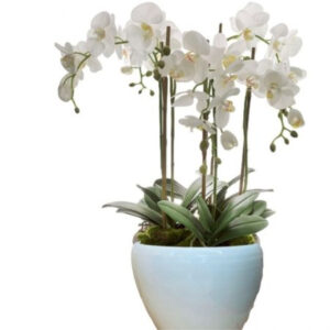 סחלבים TRIPLE-A