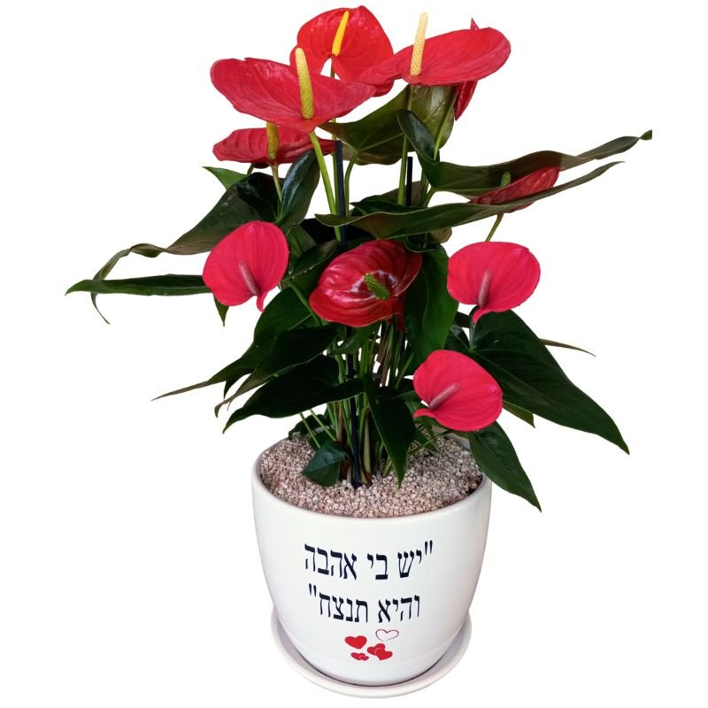 עציץ אנטוריום ענק - יש בי אהבה