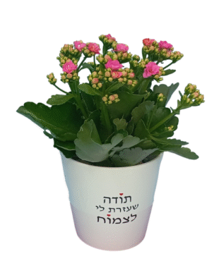 תודה שעזרת לי לצמוח - ניצנית