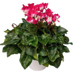 רקפת ג'מבו בכלי קרמיקה