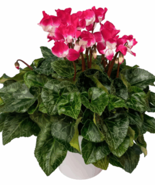 רקפת ג'מבו בכלי קרמיקה