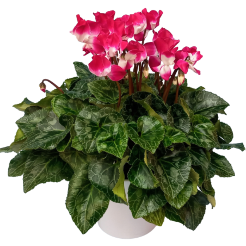 רקפת ג'מבו בכלי קרמיקה