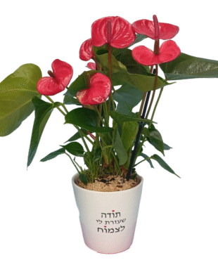 תודה שעזרת לי לצמוח - אנטוריום