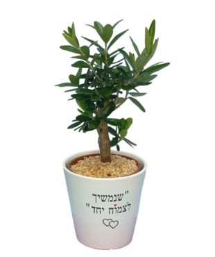 שנמשיך לצמוח יחד - זית ננסי
