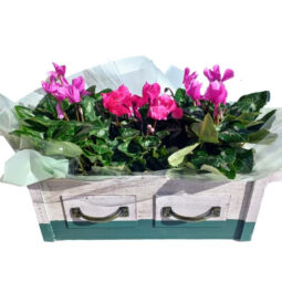 2 רקפות ג'מבו בכלי מגירות וינטג' מהמם