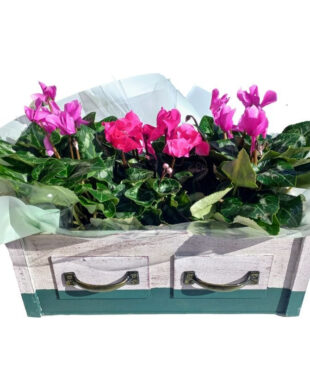 2 רקפות ג'מבו בכלי מגירות וינטג' מהמם