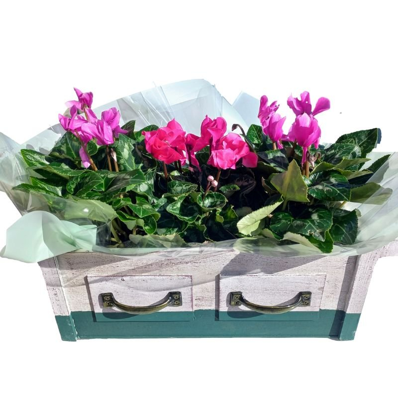 2 רקפות ג'מבו בכלי מגירות וינטג' מהמם