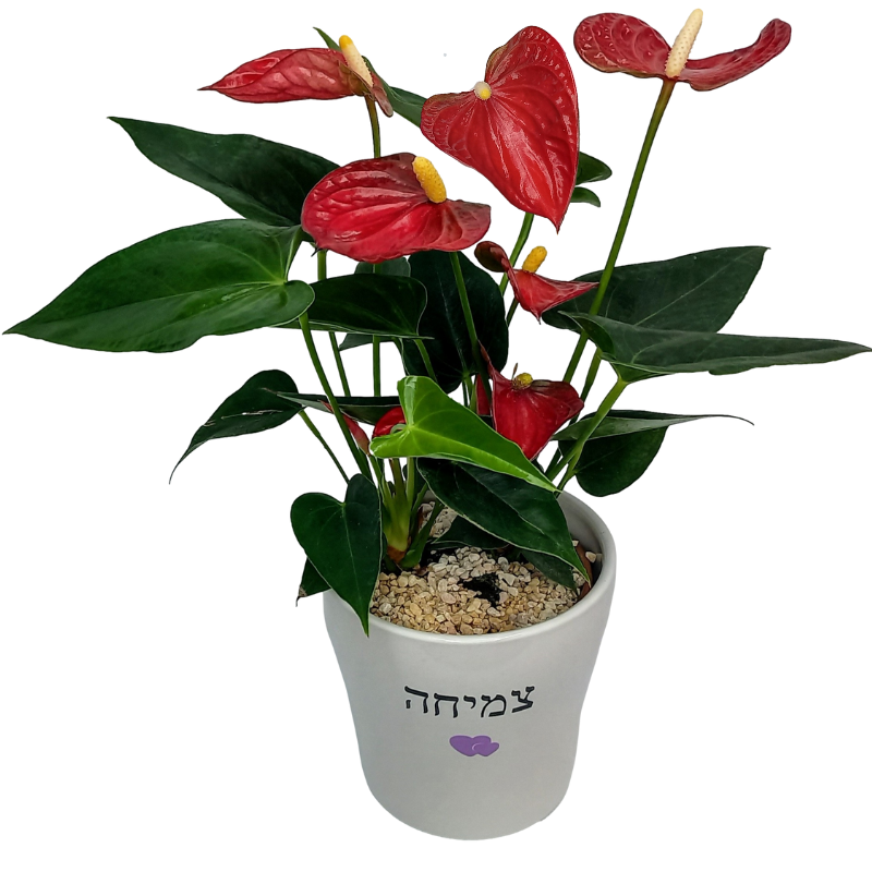 עציץ אנטוריום צמיחה