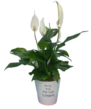כל ילד צריך - ספטיפיליום