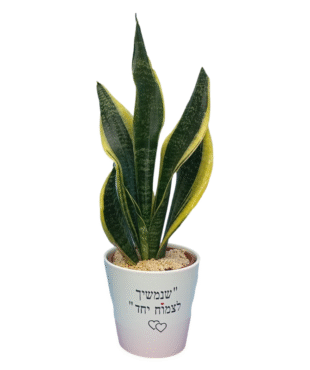 שנמשיך לצמוח יחד סנסיווריה