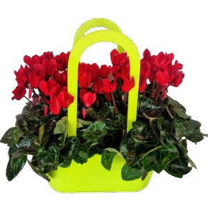 סל רקפות PARIS