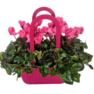 סל רקפות PARIS