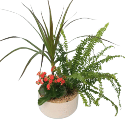 קוקטייל פורחים בינוני בכלי קרמיקה