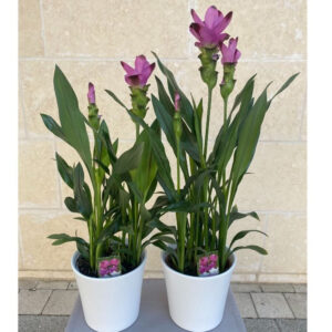 עציץ קורקומה מהמם