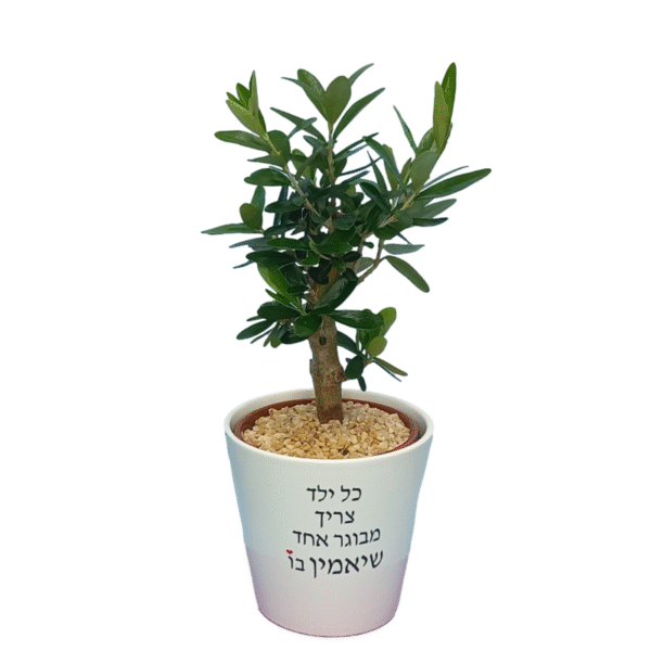 כל ילד צריך - זית ננסי