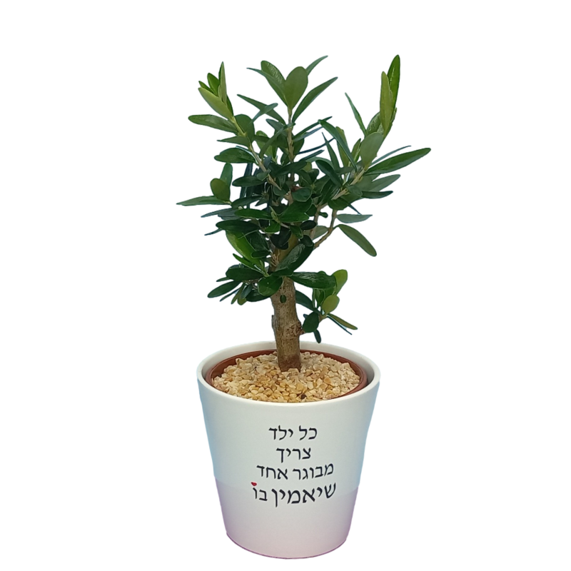 כל ילד צריך - זית ננסי