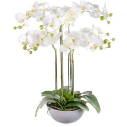 סחלבים יוקרתיים