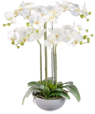 סחלבים יוקרתיים