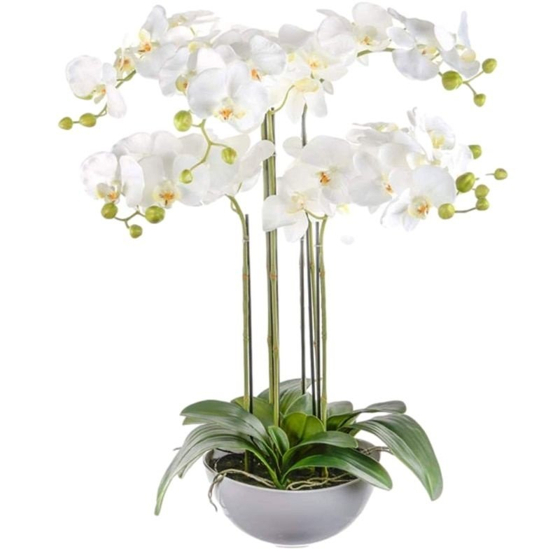 סחלבים יוקרתיים