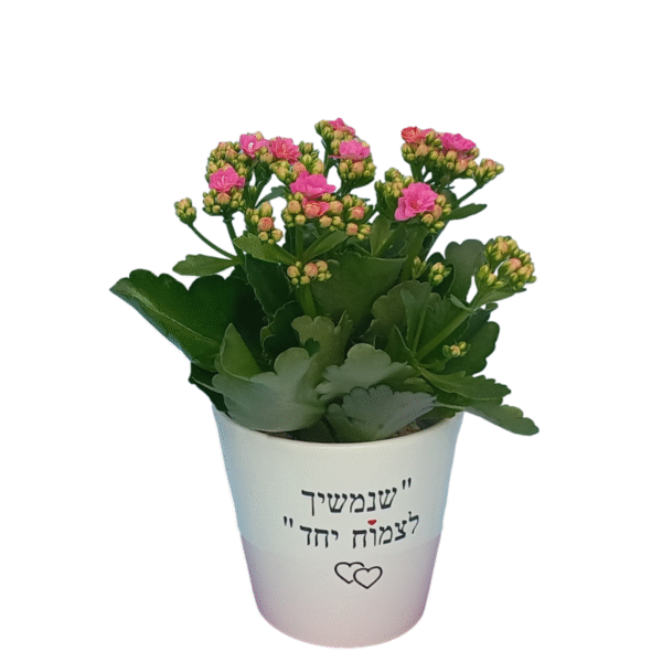 שנמשיך לצמוח יחד - ניצנית