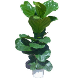 עציץ פיקוס כינורי ענק.