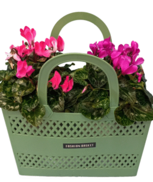 סל רקפות PARIS