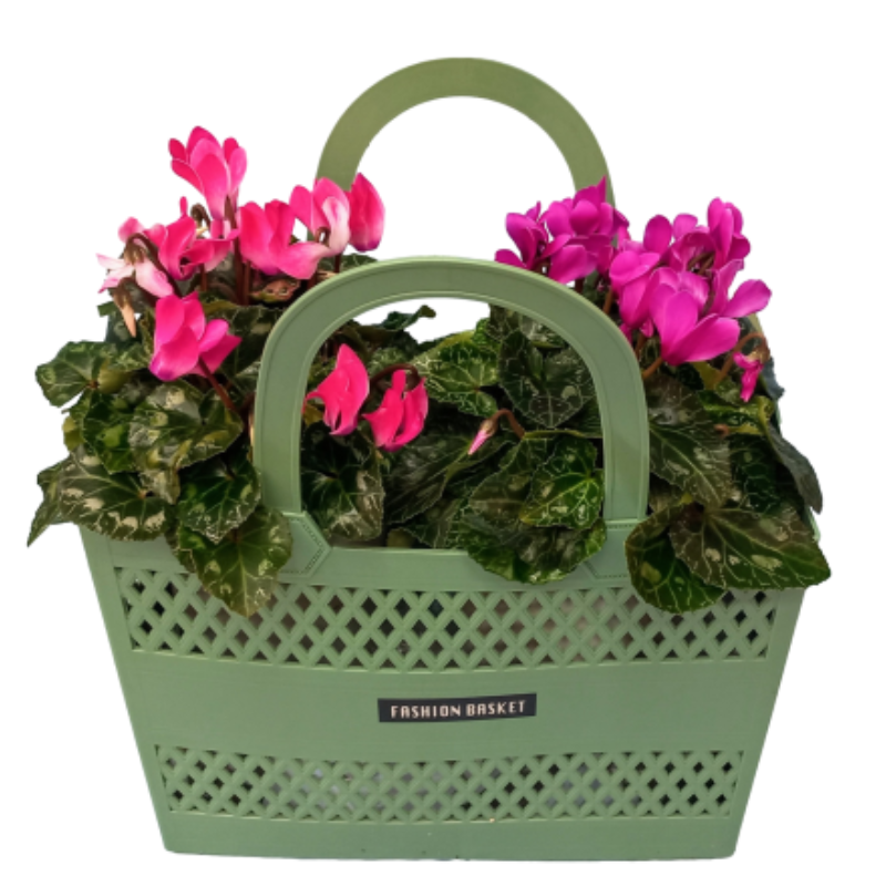 סל רקפות PARIS