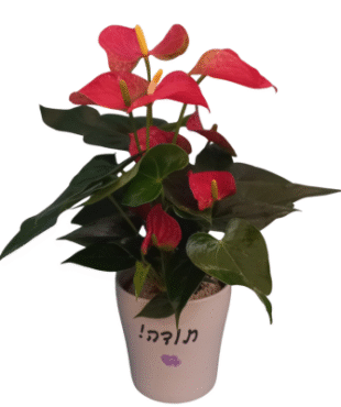 עציץ אנטוריום - תודה