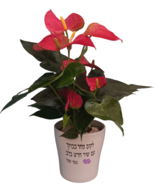 עציץ אנטוריום - שיר חדש בלב