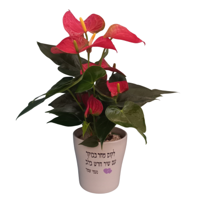 עציץ אנטוריום - שיר חדש בלב