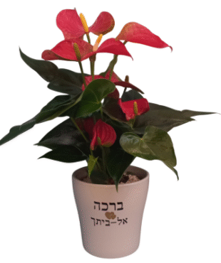 עציץ אנטוריום - ברכה אל ביתך