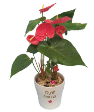 אנטוריום שנה טובה