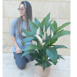 עציץ ספטיפיליום ענק